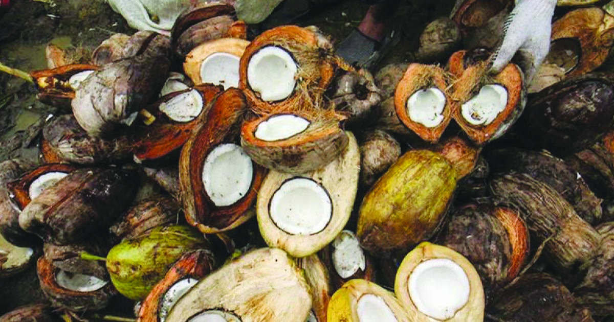 kelapa
