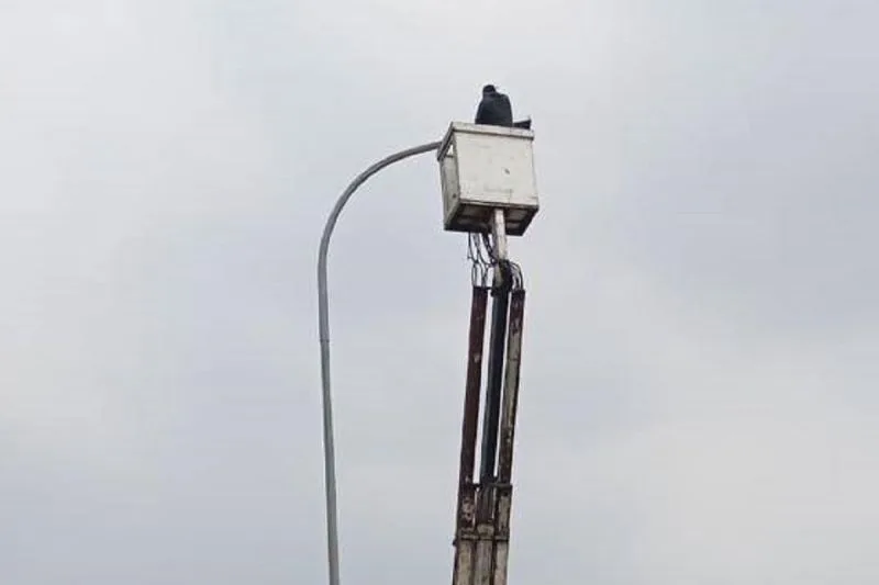 PJU