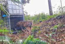 Harimau Sumatera “Danau Putra” Dilepasliarkan ke Habitat Alaminya