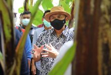 Berhasil Ekspor Pisang, MenkopUKM Puji Kemitraan Koperasi di Lampung