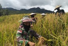 Para prajurit Pamtas Yon 614 Raja Pandhita membantu panen padi di ladang warga di Long Pujungan, Malinau, Kalimantan Utara. Foto: Ist