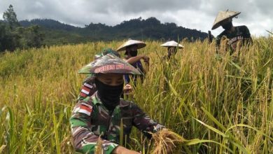 Para Prajurit Pamtas Yon 614 Raja Pandhita Membantu Panen Padi Di Ladang Warga Di Long Pujungan, Malinau, Kalimantan Utara. Foto: Ist