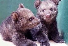 Dua Ekor Bayi Beruang Coklat Milik Taman Safari Diimunisasi
