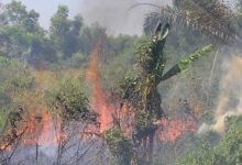 Api membakar semak belukar pada lahan kosong milik warga di Kelurahan Tanjung Palas Dumai, Riau, Jumat (26/2/2021). Foto : Antara/Aswaddy Hamid/hp.