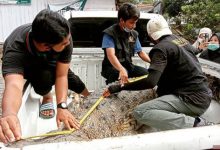Sering Serang Warga, BKSDA Pasang Jerat Buaya di Batang Masang