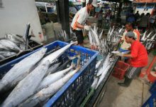 Ekspor Ikan dari Aceh ke Jepang Kian Diminati