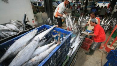 Ekspor Ikan dari Aceh ke Jepang Kian Diminati