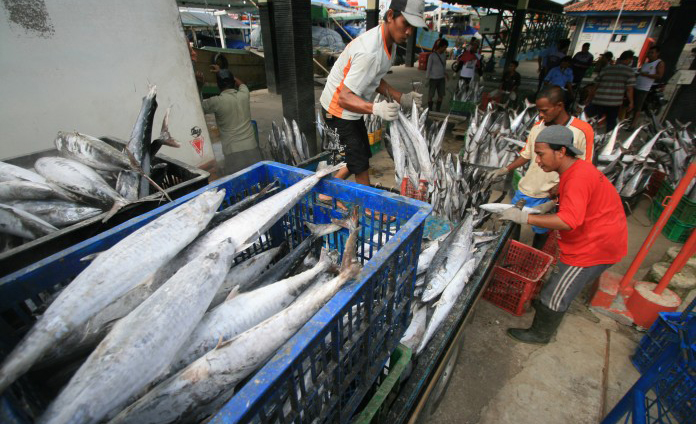 Ekspor Ikan Dari Aceh Ke Jepang Kian Diminati