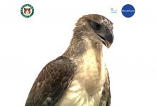 Faunaland Ancol Perkenalkan Burung Predator Terbesar di Indonesia