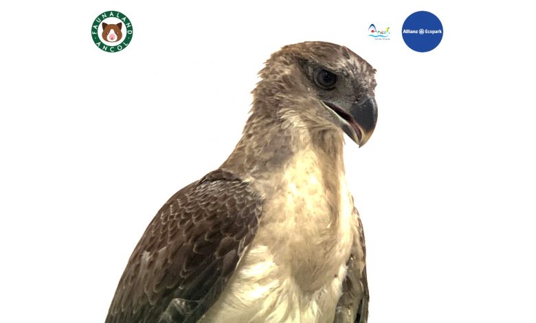 Faunaland Ancol Perkenalkan Burung Predator Terbesar Di Indonesia