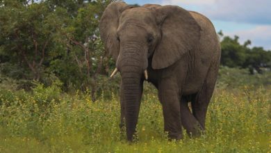 Duh, Sulitnya Giring Gajah Liar Kembali Masuk Hutan