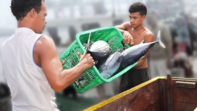 Ekspor Tuna dari Ambon ke Jepang Terus Tumbuh