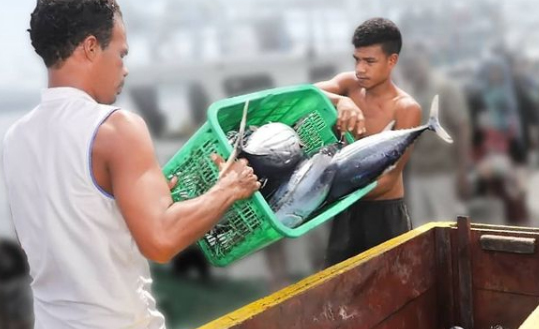 Ekspor Tuna dari Ambon ke Jepang Terus Tumbuh