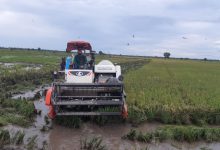 padi-petani-traktor