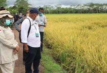 Petani Desa Gadabung Semringah Sambut Panen Raya Food Estate