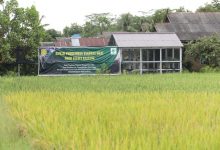 Pemprov Kalteng Klaim Tak Ada Kegagalan Panen Food Estate