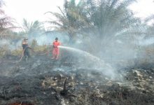 Petugas berusaha kebakaran lahan di perkebunan sawit di Kabupaten Agam, Sumbar. Foto : Antara/Yusrizal