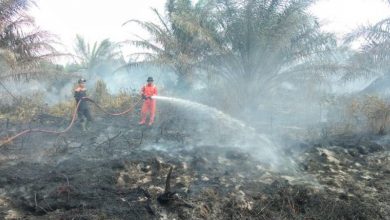 Petugas Berusaha Kebakaran Lahan Di Perkebunan Sawit Di Kabupaten Agam, Sumbar. Foto : Antara/Yusrizal