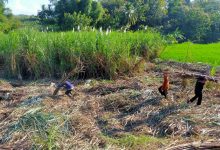 Dukung Penguatan Stok Gula, Pertamina Salurkan Modal Kerja Bagi Petani Tebu