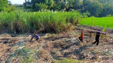 Dukung Penguatan Stok Gula, Pertamina Salurkan Modal Kerja Bagi Petani Tebu
