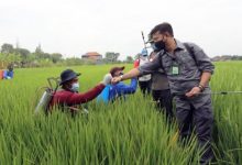 Mentan Syahrul Yasin Limpo (kanan) mendampingi petani melakukan pengendalian hama tanaman padi. Foto: Kementan