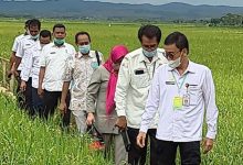 Kepala BPPSDMP Kemetan Dedi Nursyamsi (depan) memantau lahan Food Estate di Bukit Jokowi. Foto: Pusluhtan/IW Ediana