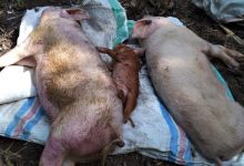 Kementerian Pertanian Tiongkok Bagi Wilayah untuk Cegah Flu Babi