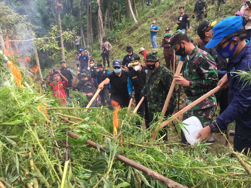 Kepala BNN RI Komjen Pol Petrus Golose (tiga kanan) bersama jajaran BNN dan TNI-Polri serta instansi terkait membakar pohon ganja di Desa Jurong, Kecamatan Sawang, Aceh Utara, Selasa (6/4/2021). Foto : Juni Armanto/indoposco.id