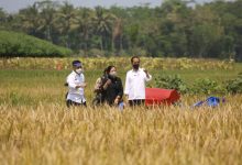 Tinjau Panen di Malang, Presiden Buktikan Produksi Padi Memuaskan