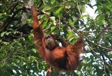 Tiga Orangutan Dilepasliarkan di Kapuas Hulu
