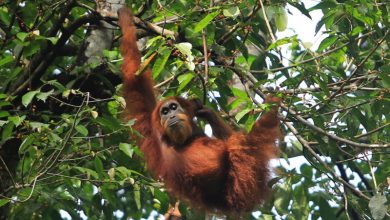 Hampir 2 Ribu Orangutan Ada di Kapuas Hulu