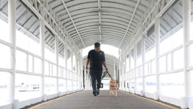 indoposco Optimalkan Peran Anjing Pelacak dalam Deteksi Narkoba, Bea Cukai Terapkan “Container Examination Dog”