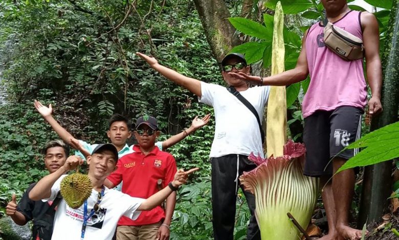 Bunga Bangkai Raksasa Mekar Di Area Wisata Bengkulu