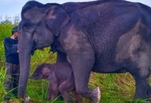 Anak Gajah Sumatera Kembali Lahir di Suaka Margasatwa Padang Sugihan
