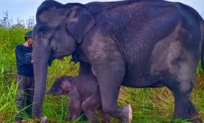 Anak Gajah Sumatera Kembali Lahir Di Suaka Margasatwa Padang Sugihan