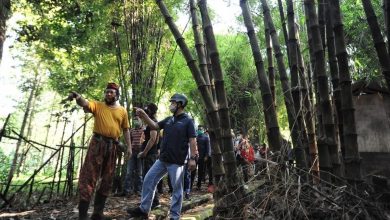 Hari Lingkungan Hidup Sedunia, Warga Jakarta Diminta Hijaukan Hutan