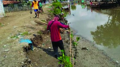 Kiic Tanam 1.000 Pohon Bakau Di Pantai Muarabaru, Karawang