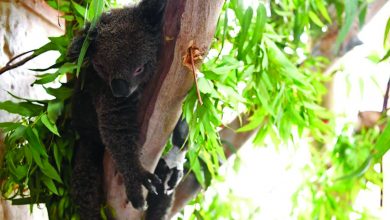 Australia Akan Daftarkan Koala Sebagai Hewan Yang Dilindungi