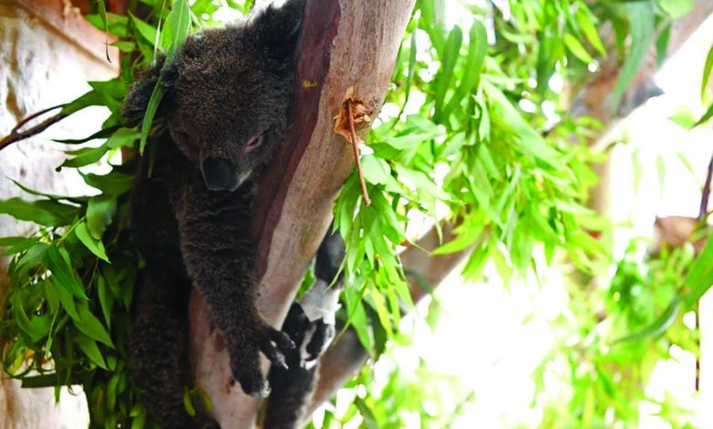 Australia Akan Daftarkan Koala Sebagai Hewan Yang Dilindungi