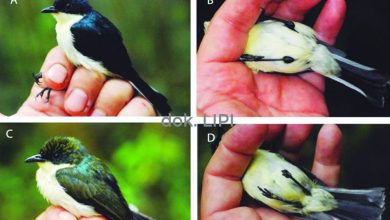 Lipi Temukan Jenis Burung Baru Di Papua Barat
