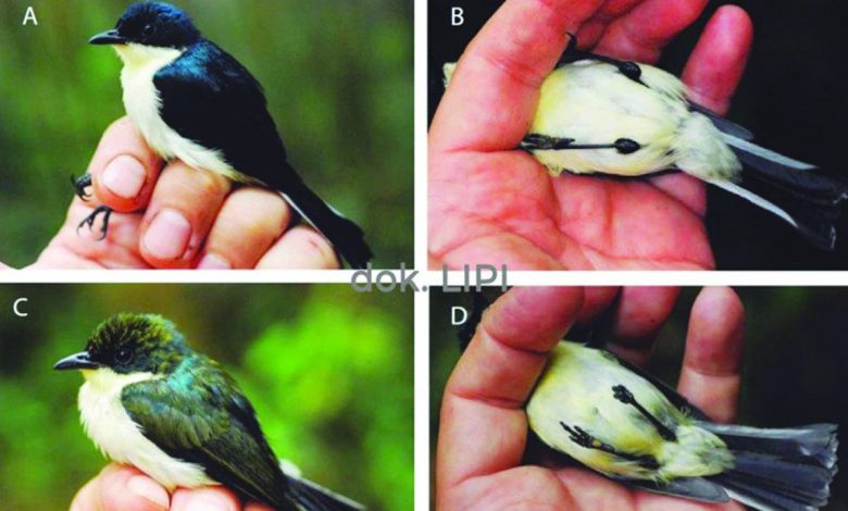 Lipi Temukan Jenis Burung Baru Di Papua Barat