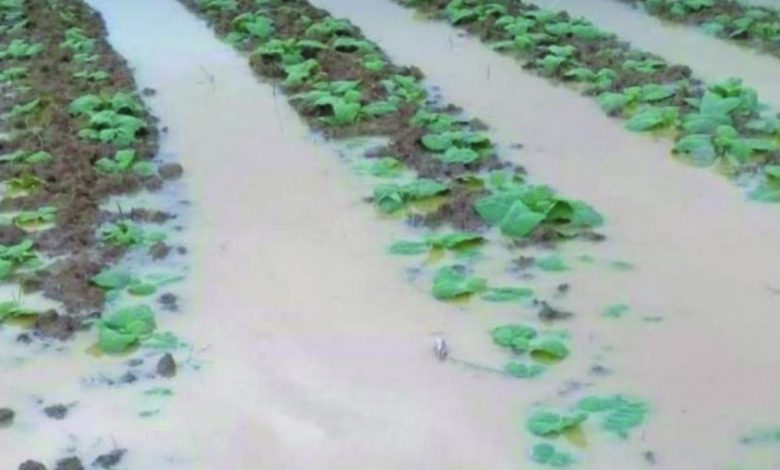 Terendam Banjir, 10 Hektare Tembakau Terancam Gagal Panen Di Pamekasan