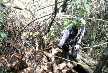 Polisi: BKSDA Sedang Kumpulkan Info Kematian Gajah di Hutan Bengkulu