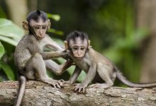 Dokter Hewan Pengidap Pertama Virus Monyet di China Meninggal