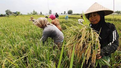 Akademisi Ipb: Fakta Food Estate Kalimantan Tengah Berhasil Berproduksi