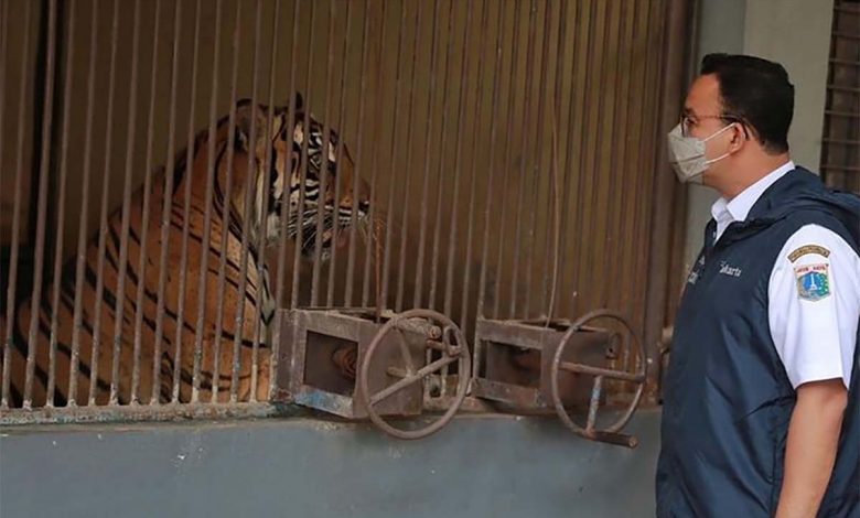 Dua Harimau Di Taman Margasatwa Ragunan Positif Covid-19, Ini Penjelasan Anies Baswedan