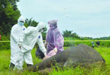 Polisi Buru Pembunuh Gajah yang Ditemukan Tanpa Kepala di Aceh