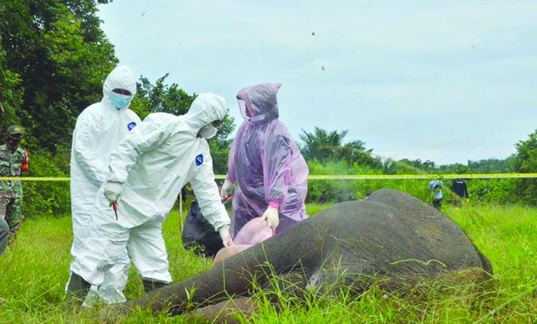 Polisi Buru Pembunuh Gajah Yang Ditemukan Tanpa Kepala Di Aceh