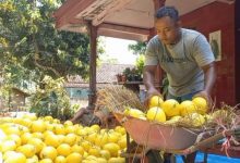 Omset Petani Melon di Madiun Meningkat Tajam