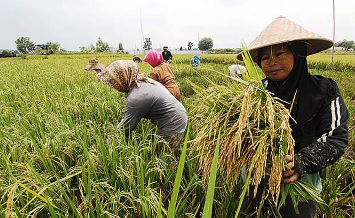 petani